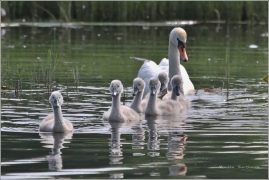 <p>Labuť velká (Cygnus olor) –--- /Mute schwan – Höckerschwan/</p>